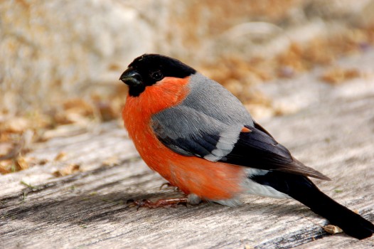 légende  image-quiz-Autour-des-oiseaux-générale