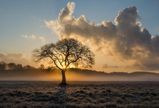 image-quiz-symbolique-arbres-générale