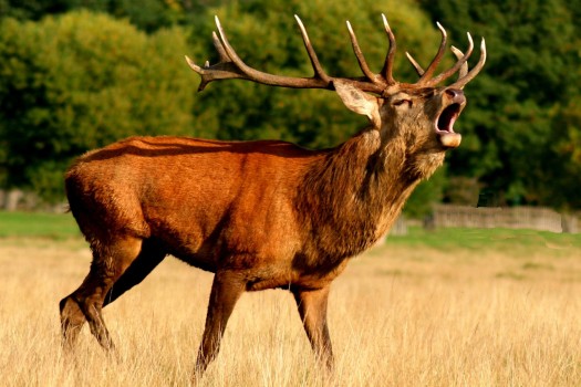 image-quiz-langage-animaux-générale