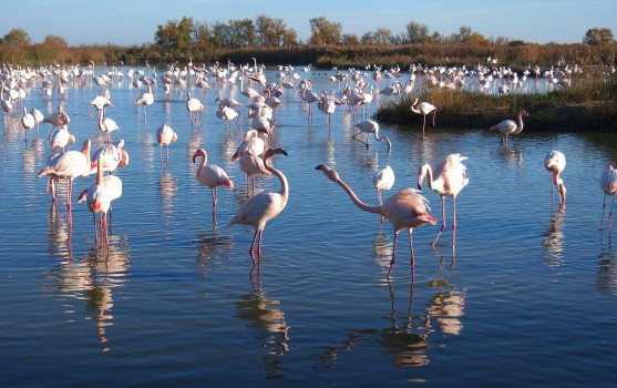 légende  image-quiz-Camargue-générale